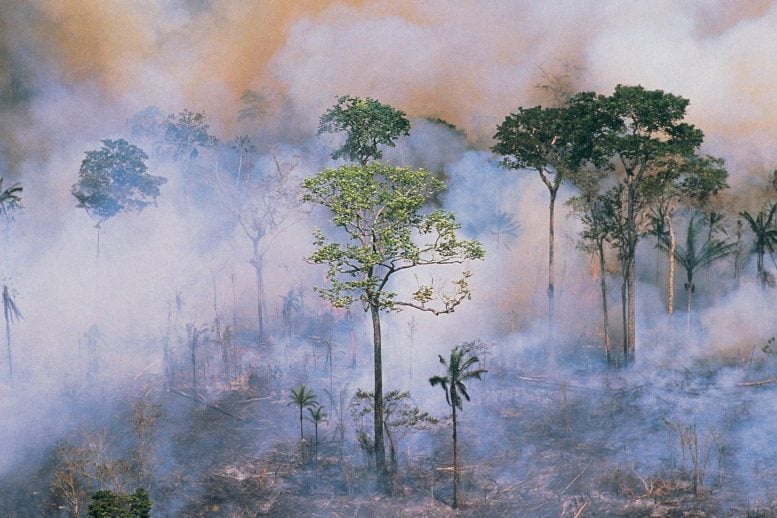 Smoky Amazon Fire