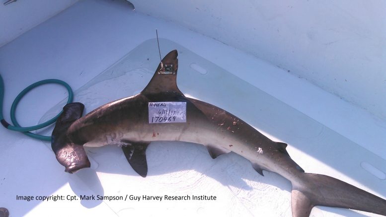 Smooth Hammerhead Shark With Sat Tag