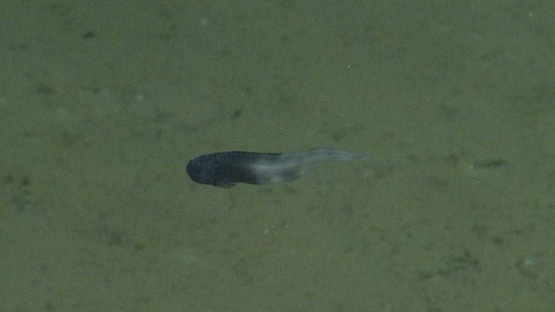 Snailfish Paraliparis Em