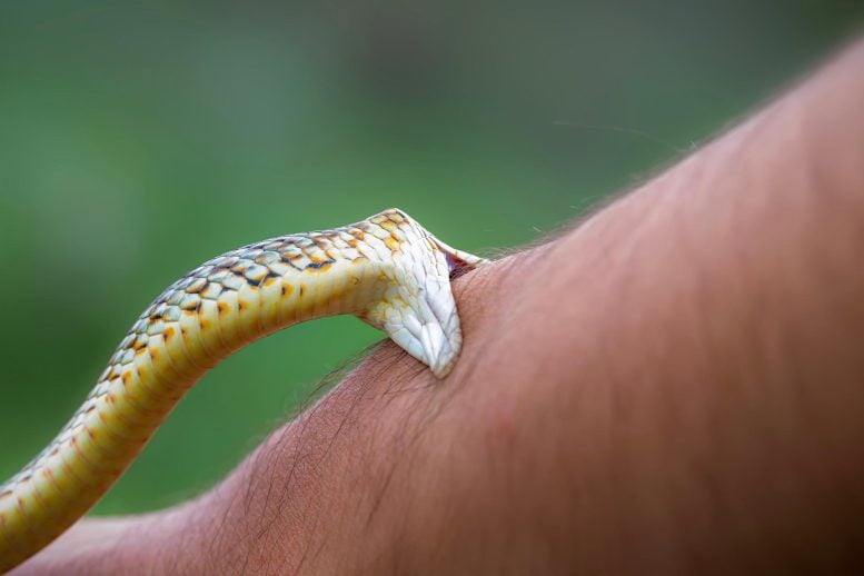 Snake Biting Human