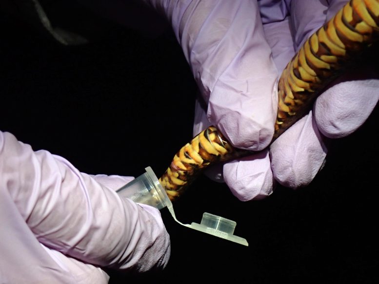Snake Feces Collection