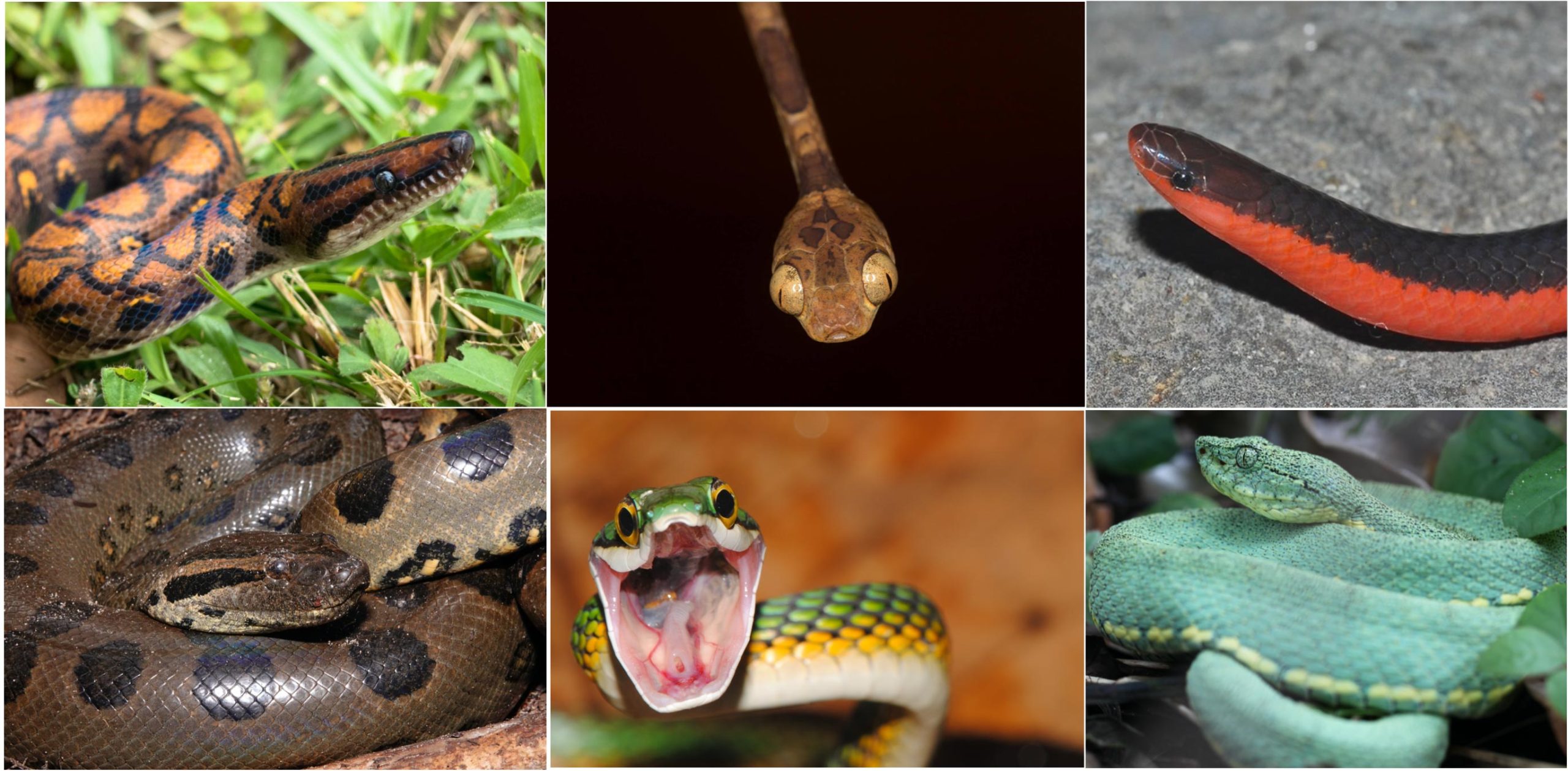 Snakes Diversified Explosively After Mass Extinction Where Dinosaurs Were  Wiped Out