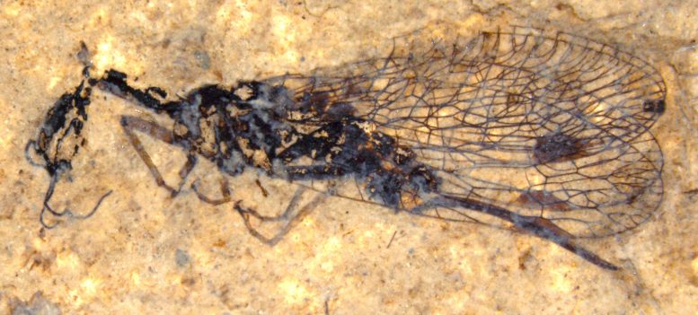 Snakefly Fossil Driftwood Canyon