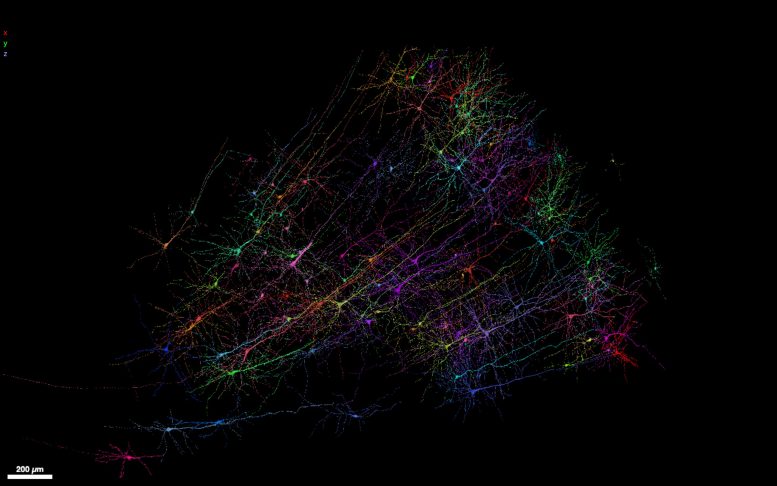 Snapshot of Human Neurons