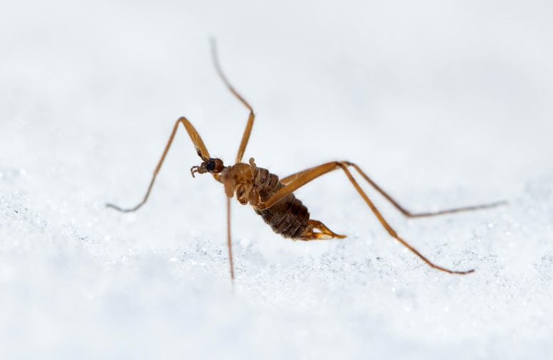This Tiny Insect Should Freeze to Death but Somehow Doesn’t
