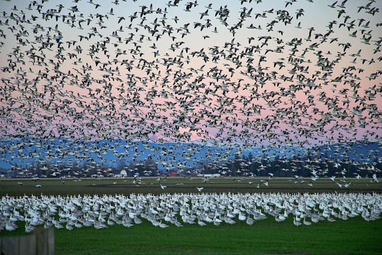 Snow Geese