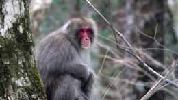 Snow Monkey (Japanese Macaque Macaca fuscata)