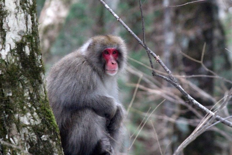 Newswise: Snow monkeys go fishing to survive harsh Japanese winters - study