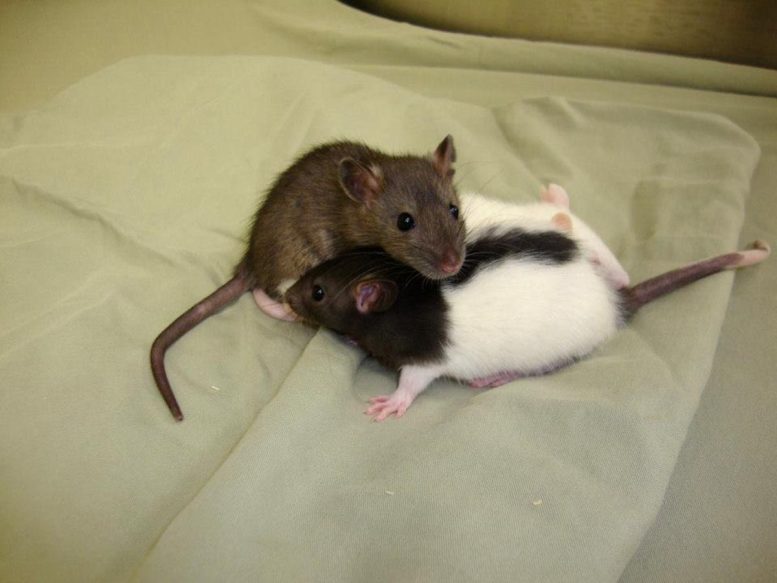 Socially Interacting Rats