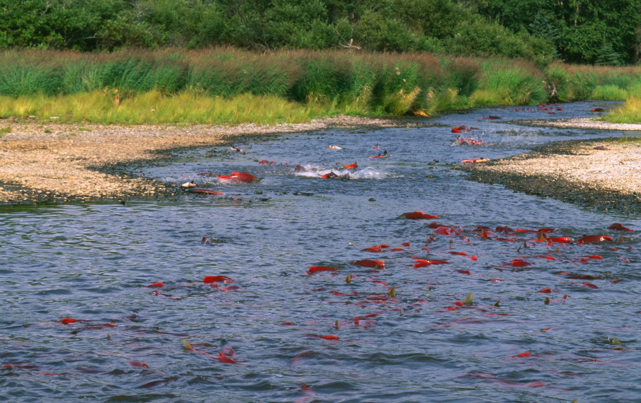 Red Fish In Alaska Dramatically Shrinking Salmon Are Affecting Alaska’s People and Ecosystems