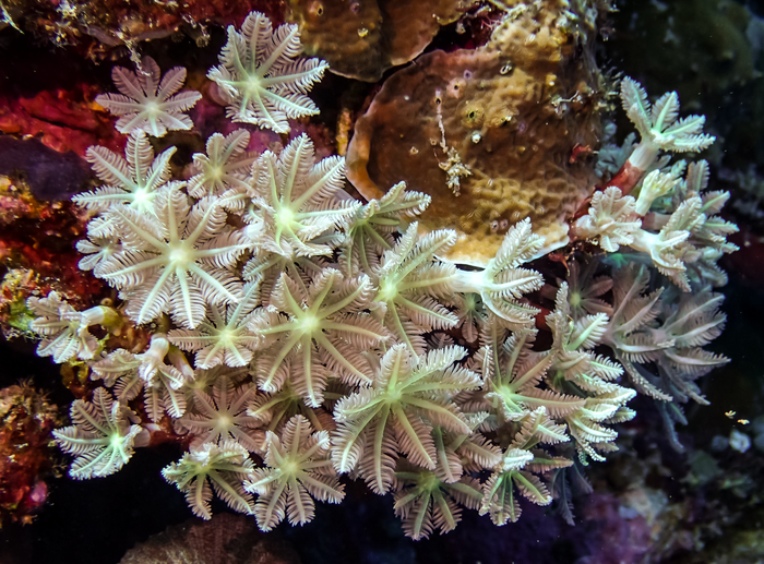 Soft Sea Corals