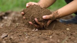 Soil Hands Dirt