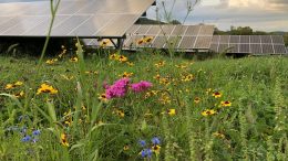 Solar Farm With Pollinator Habitat