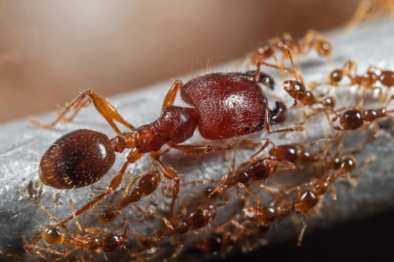 New Research Questions a Textbook Theory of How Insect Societies Evolve