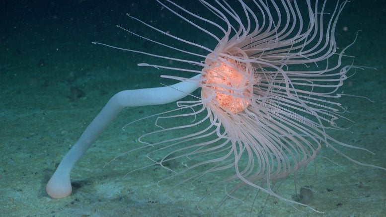 Solitary Hydroid Drifts in Current
