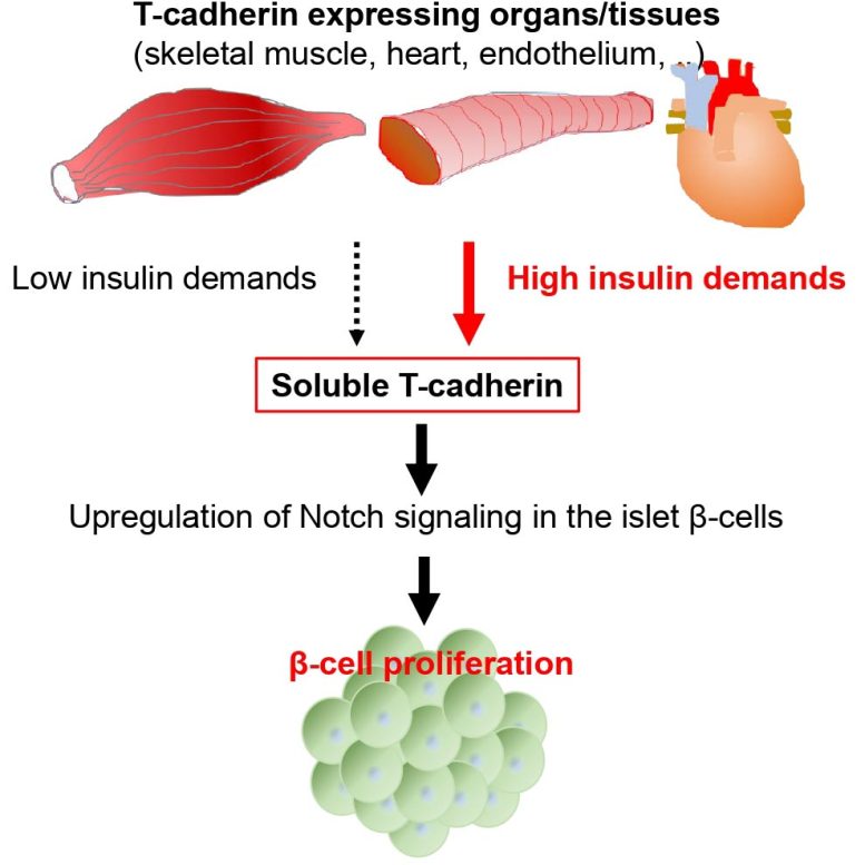 Soluble T-Cadherin Insulin Deficiency