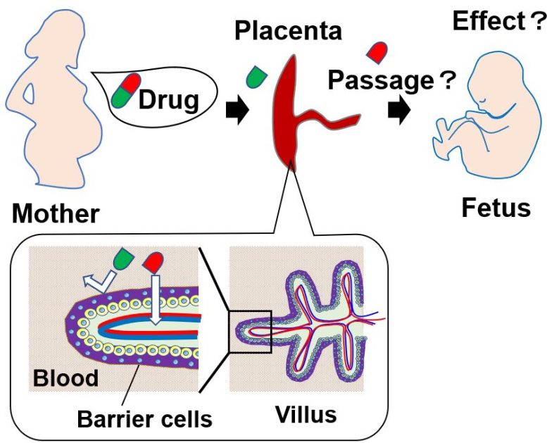 Some Drugs Can Cross the Placental Barrier and Reach the Fetus