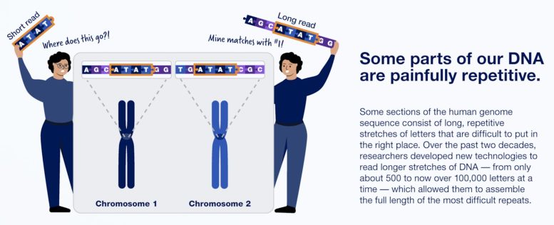Some Parts of Our DNA Are Painfully Repetitive Infographic
