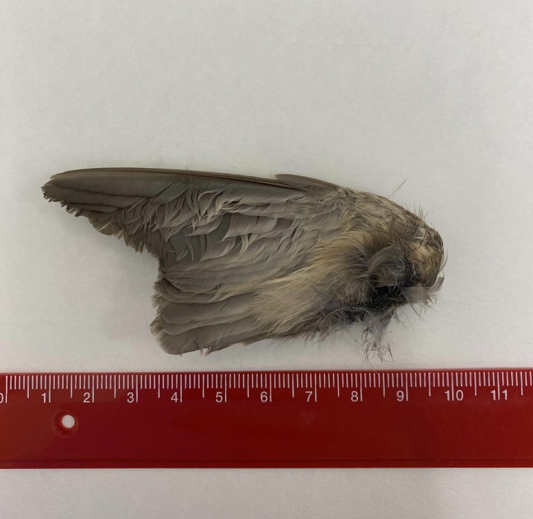 Songbird Wing With Ruler