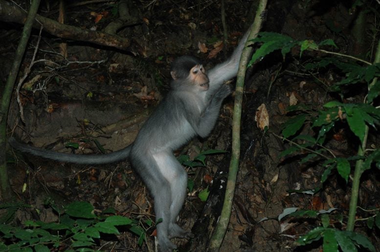 Sooty Mangabey Climbing a Tree Trunk