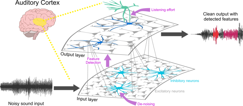 Sound Processing Network in the Brain Schematic Organization