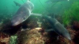 Soupfin Sharks Swimming