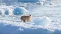 Southeast Greenland Polar Bear