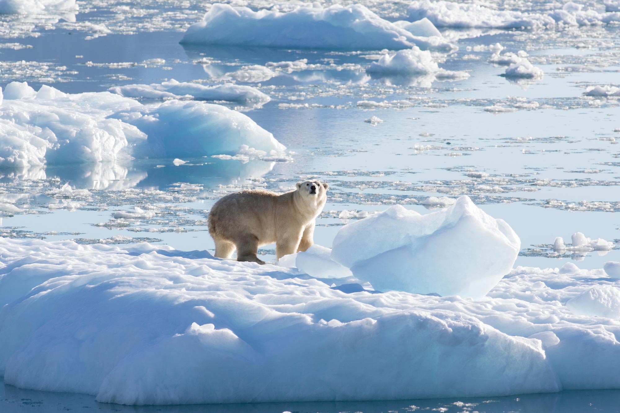 Unique Subpopulation of Greenland Polar Bears Discovered by NASA-Funded  Researchers