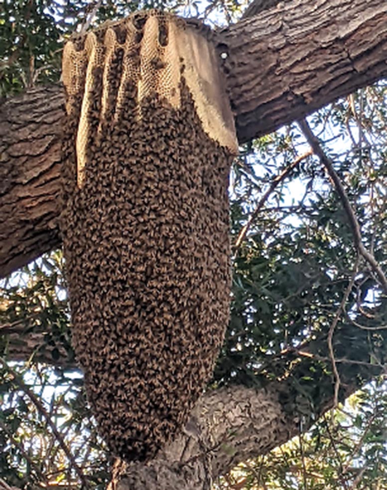 Southern California Hybrid Honeybee Hive