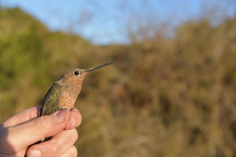 Southern Giant Hummingbird