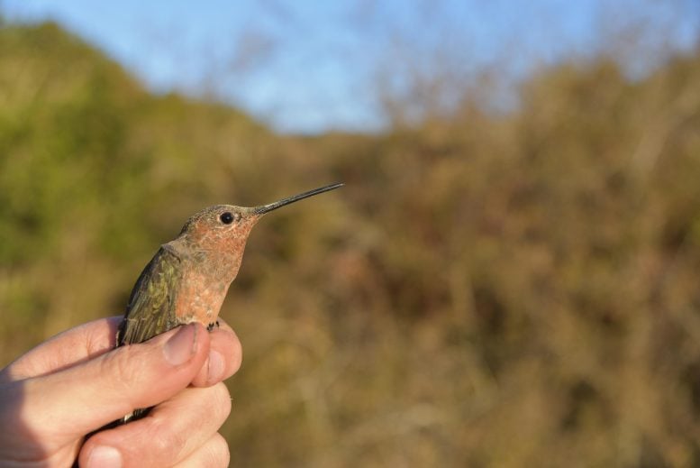 Southern Giant Hummingbird