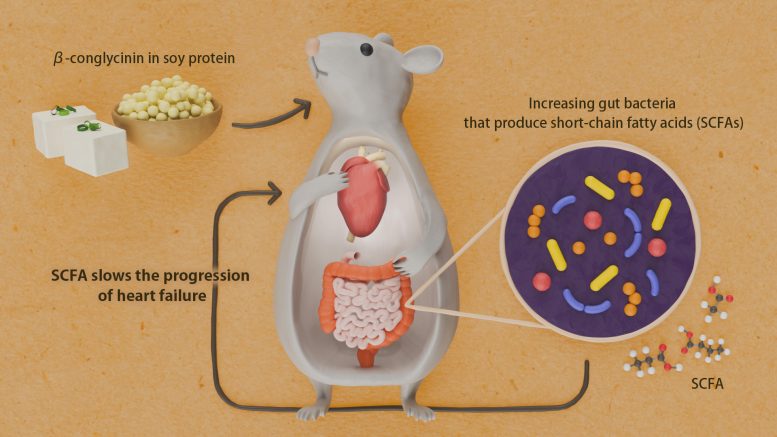 Soy Protein β Conglycinin Heart Illustration