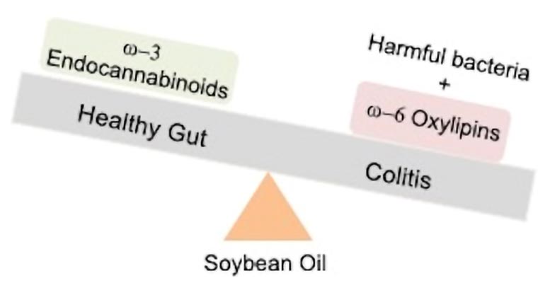 Soybean Oil Harmful Bacteria