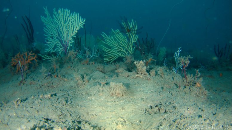 Sparse Deep Sea Coral Habitat
