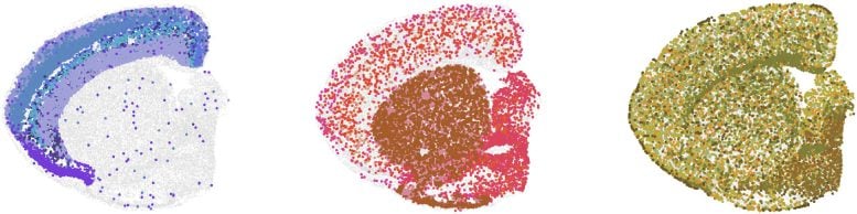 Spatial Transcriptomics of Mouse Brain