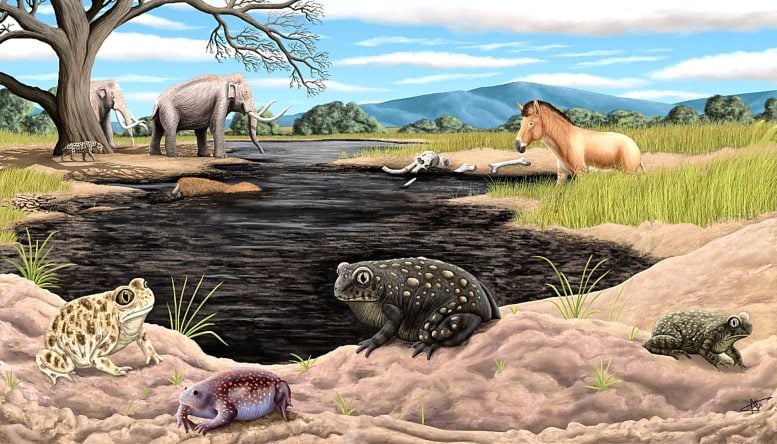 Spea Labreae in Its Habitat