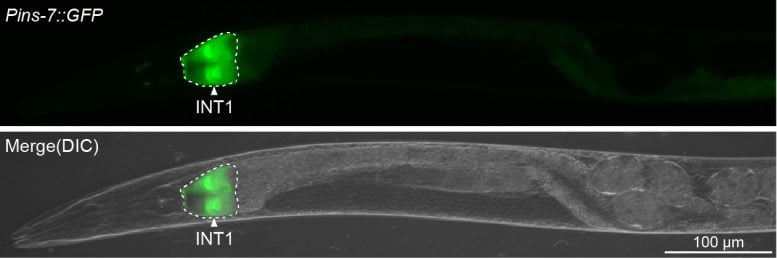 Wyspecjalizowane komórki jelitowe C. elegans