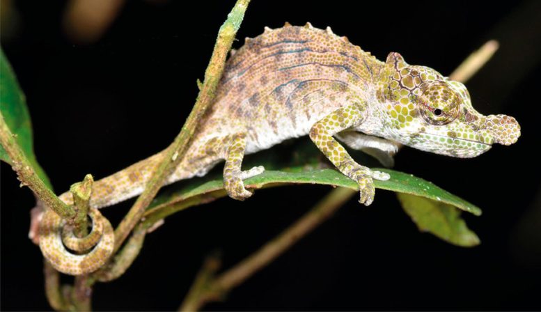 Species Named Calumma Hofreiteri