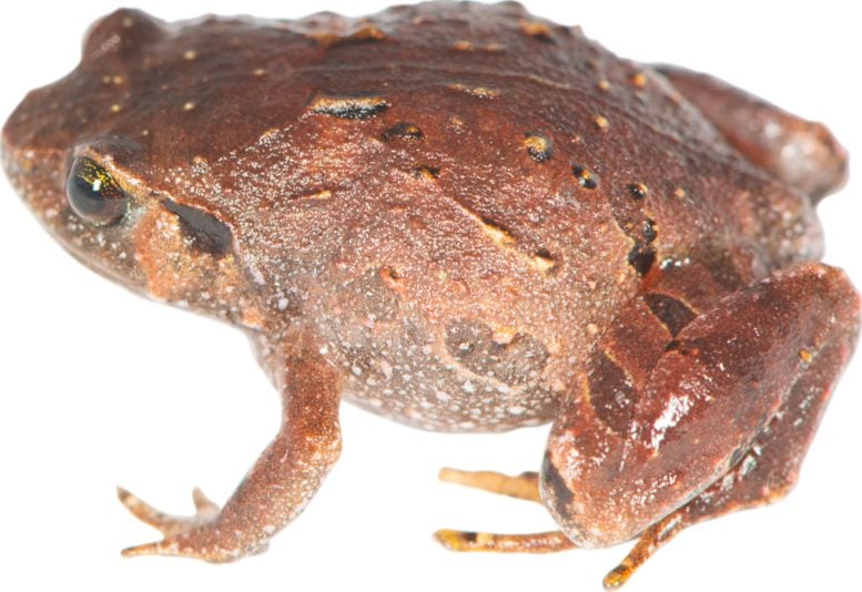 Seven New Frog Species Uncovered in Madagascar After 12 Years of Research