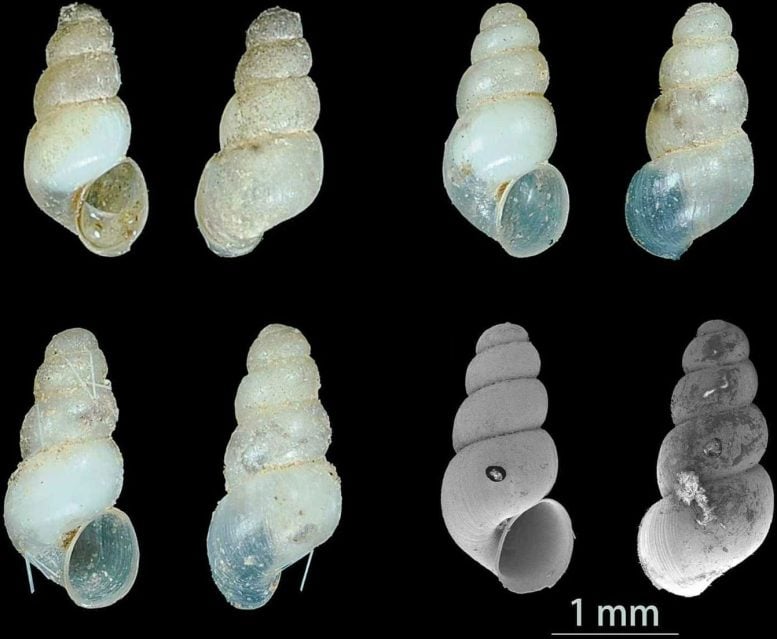 Species of Erhaia Dijiang With a Scale Bar of 1 mm