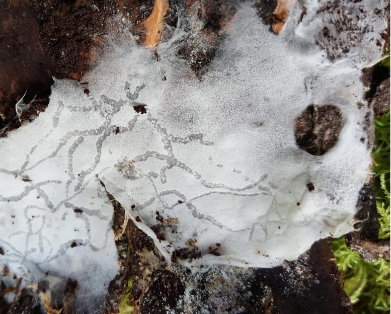 Scientists Discover “Shy” New Fungus Species