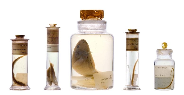 Specimens Collected by Charles Darwin