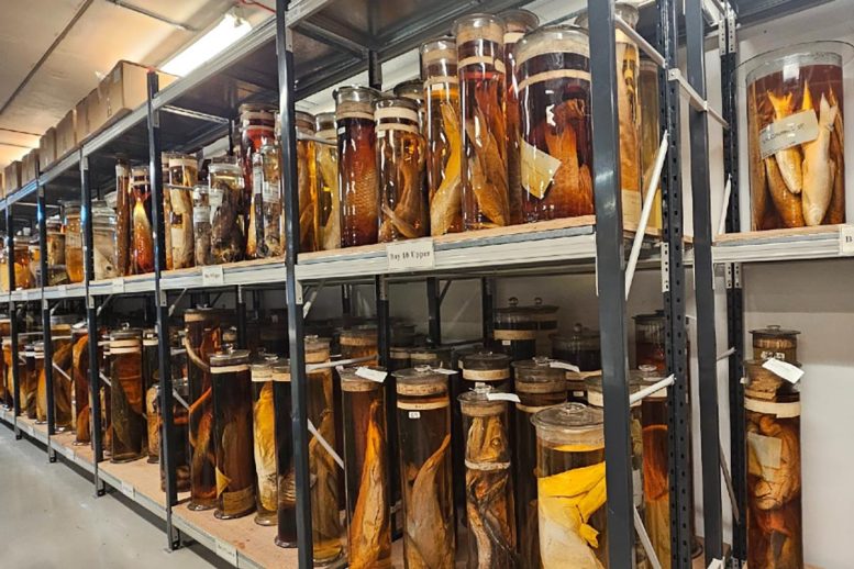 Specimens Preserved in Jars at the Natural History Museum