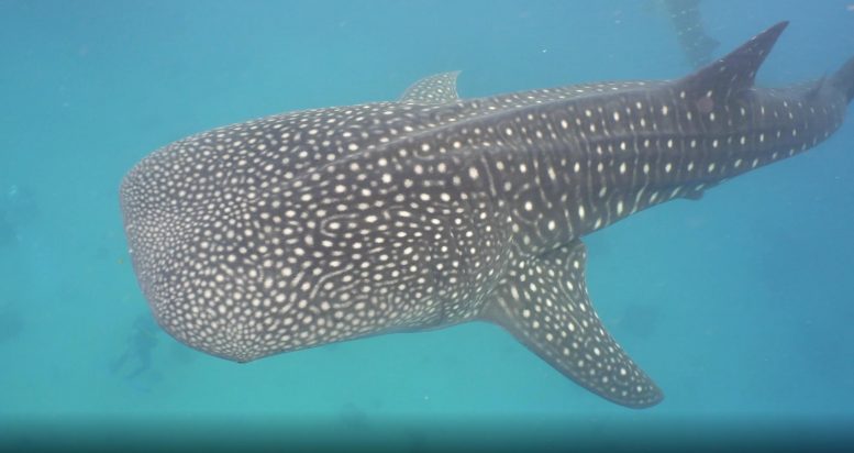 Speckle Skinned Whale Shark