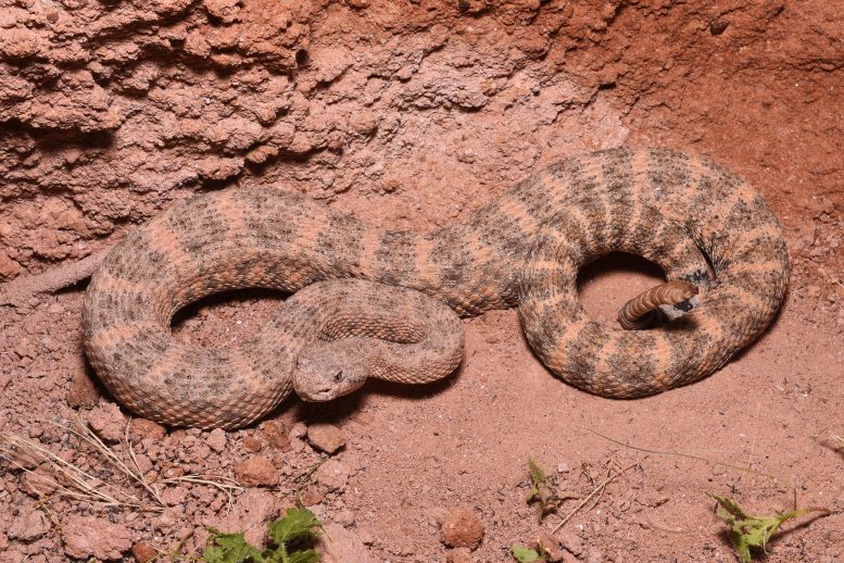 Speckled Rattlesnake