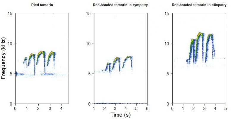 Spectrograms Showing Red-Handed Tamarin and Pied Tamarin Calls