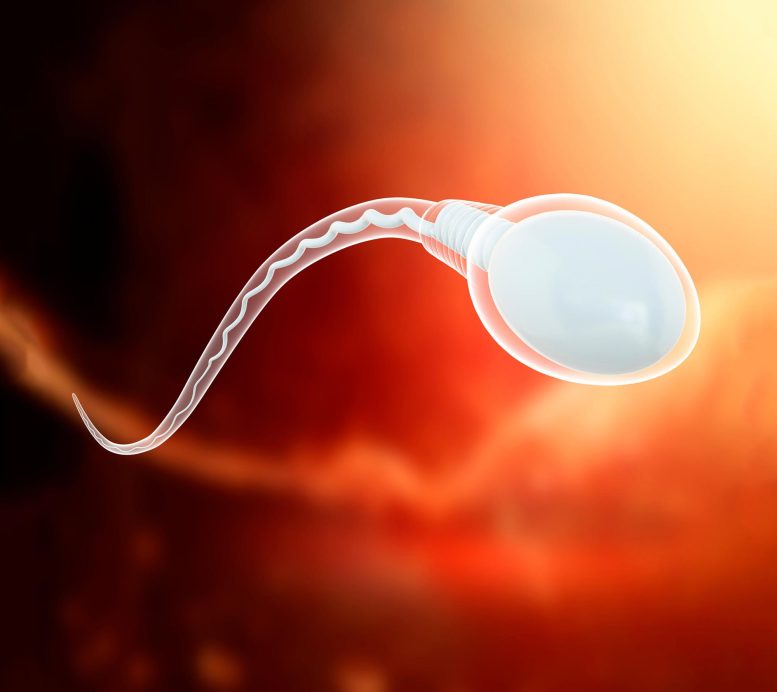 Sperm Cell Illustration