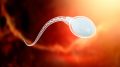 Sperm Cell Science Illustration
