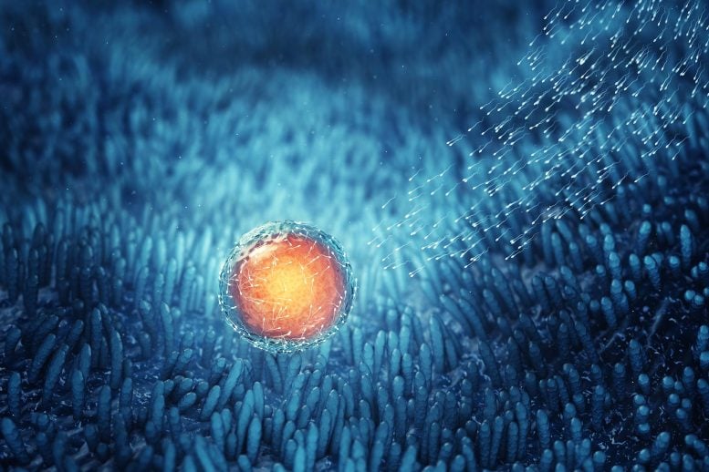 Sperm Cells Fertilizing an Egg Cell