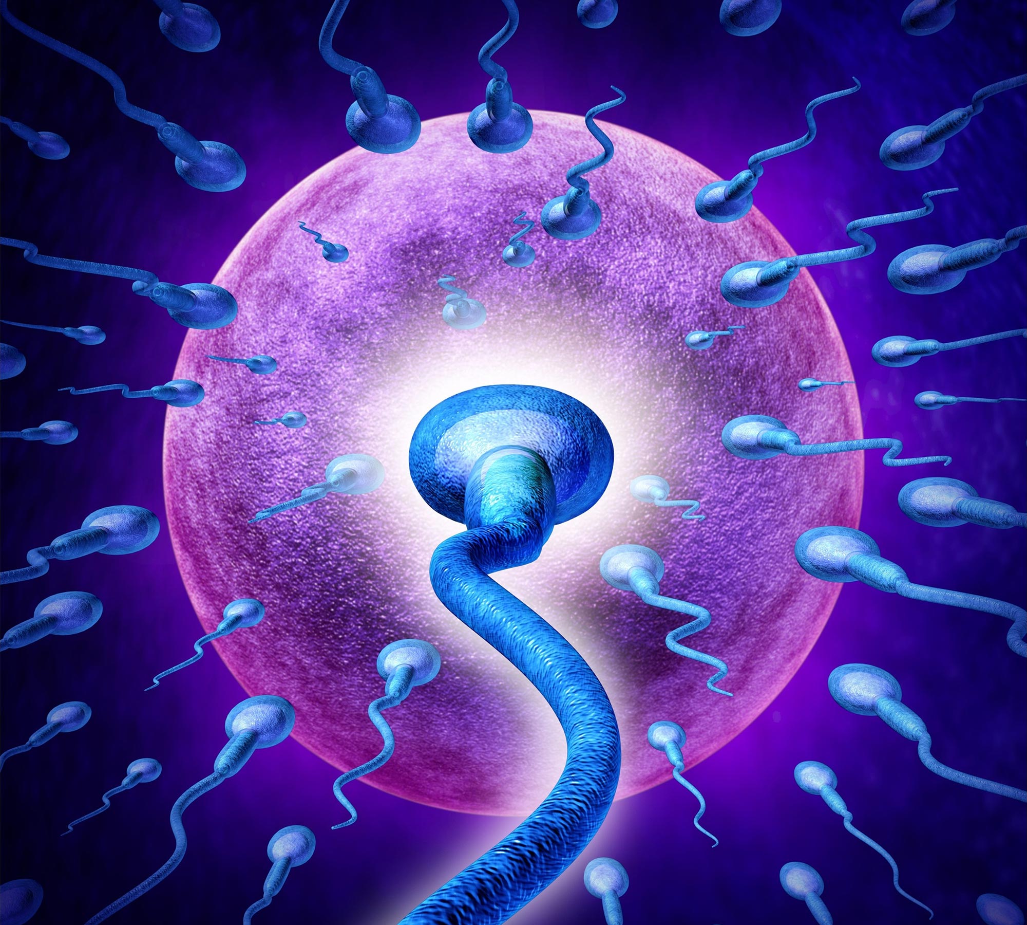 Sperm Egg Human Fertility Concept